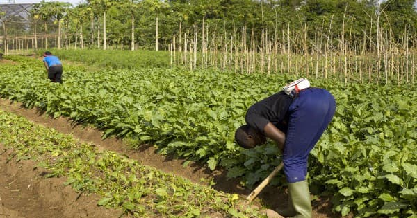 Cameroun: Des coopératives veulent s’arrimer aux normes OHADA